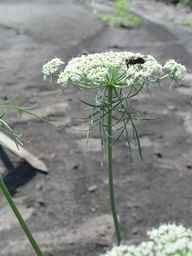 PI_279777_84ncai01_SD_PL_UM_2010-08-18_07.jpg