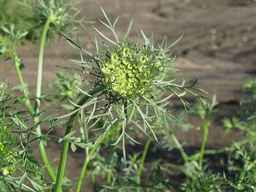 PI_279777_84ncai01_SD_PL_UM_2011-06-16_01.jpg