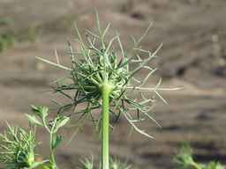 PI_279777_84ncai01_SD_PL_UM_2011-06-16_02.jpg