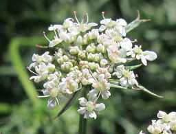 PI_279777_84ncai01_SD_PL_UM_2011-06-28_06.jpg
