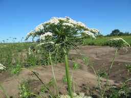 PI_279777_84ncai01_SD_PL_UM_2011-06-28_08.jpg
