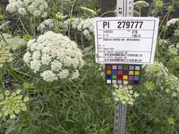 PI_279777_84ncai01_SD_PL_UM_2013-06-25_01.jpg