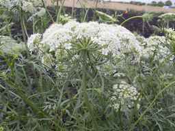 PI_279777_84ncai01_SD_PL_UM_2013-06-25_02.jpg
