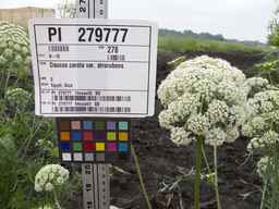 PI_279777_84ncai01_SD_PL_UM_2013-06-25_04.jpg