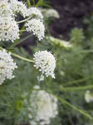 PI_279777_84ncai01_SD_PL_UM_2013-06-25_05.jpg