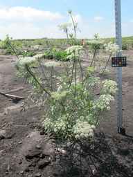 PI_279777_84ncai01_SD_PL_XX_2010-08-18_03.jpg