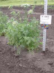 PI_279777_84ncai01_SD_PL_XX_2011-06-09_02.jpg