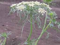PI_279777_84ncai01_SD_PL_XX_2011-06-09_03.jpg