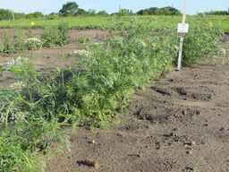 PI_279777_84ncai01_SD_PL_XX_2011-06-16_01.jpg