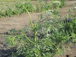 PI_279777_84ncai01_SD_PL_XX_2011-06-16_03.jpg
