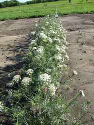 PI_279777_84ncai01_SD_PL_XX_2011-06-28_02.jpg