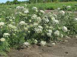 PI_279777_84ncai01_SD_PL_XX_2011-06-28_04.jpg