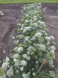 PI_279777_84ncai01_SD_PL_XX_2011-07-12_02.jpg