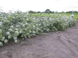PI_279777_84ncai01_SD_PL_XX_2011-07-12_03.jpg