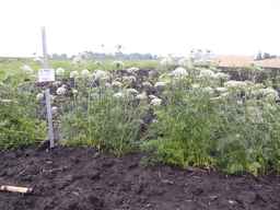 PI_279777_84ncai01_SD_PL_XX_2013-06-25_01.jpg