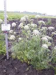 PI_279777_84ncai01_SD_PL_XX_2013-06-25_02.jpg