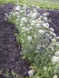 PI_279777_84ncai01_SD_PL_XX_2013-06-25_03.jpg