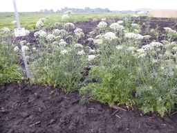 PI_279777_84ncai01_SD_PL_XX_2013-06-25_04.jpg