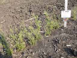 PI_285038_09ncai01_SD_PL_XX_2013-07-02_03.jpg