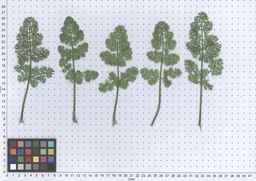 PI_286611_01ncai01_SD_PL_LV_2013-06-17_01.jpg