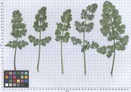 PI_286611_01ncai01_SD_PL_LV_2013-06-17_02.jpg
