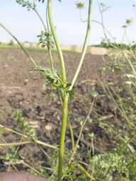 PI_286611_01ncai01_SD_PL_LV_2013-07-02_01.jpg