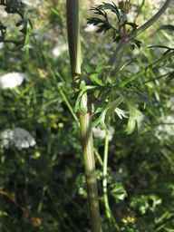 PI_286611_01ncai01_SD_PL_LV_2013-07-29_01.jpg