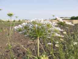 PI_286611_01ncai01_SD_PL_UM_2013-07-02_04.jpg