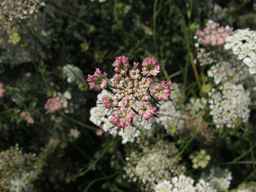 PI_286611_01ncai01_SD_PL_UM_2013-07-29_02.jpg