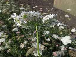 PI_286611_01ncai01_SD_PL_UM_2013-07-29_03.jpg