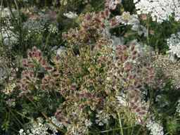 PI_286611_01ncai01_SD_PL_UM_2013-07-29_04.jpg