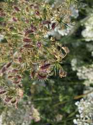 PI_286611_01ncai01_SD_PL_UM_2013-07-29_05.jpg