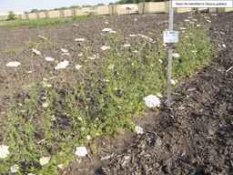 PI_286611_01ncai01_SD_PL_XX_2013-07-02_01.jpg