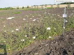 PI_286611_01ncai01_SD_PL_XX_2013-07-02_02.jpg