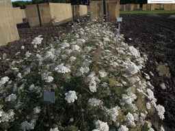 PI_286611_01ncai01_SD_PL_XX_2013-07-29_01.jpg