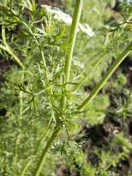 PI_295854_86ncei01_SD_PL_LV_2013-06-18_01.jpg