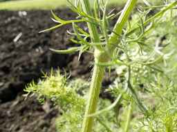 PI_295854_86ncei01_SD_PL_LV_2013-06-18_02.jpg