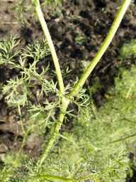 PI_295854_86ncei01_SD_PL_LV_2013-06-18_03.jpg