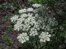 PI_295854_86ncei01_SD_PL_UM_2010-07-13_02.jpg