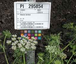 PI_295854_86ncei01_SD_PL_UM_2010-07-13_06.jpg