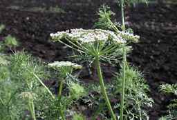 PI_295854_86ncei01_SD_PL_UM_2010-07-13_09.jpg