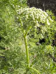 PI_295854_86ncei01_SD_PL_UM_2013-06-18_01.jpg