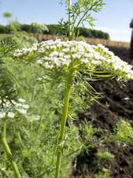 PI_295854_86ncei01_SD_PL_UM_2013-06-18_02.jpg
