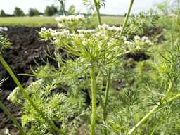 PI_295854_86ncei01_SD_PL_UM_2013-06-18_03.jpg