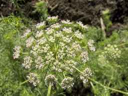 PI_295854_86ncei01_SD_PL_UM_2013-06-18_04.jpg