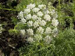 PI_295854_86ncei01_SD_PL_UM_2013-06-18_05.jpg