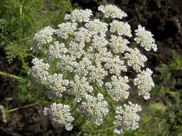 PI_295854_86ncei01_SD_PL_UM_2013-06-18_07.jpg