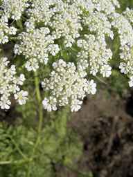 PI_295854_86ncei01_SD_PL_UM_2013-06-18_09.jpg