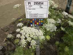 PI_295854_86ncei01_SD_PL_UM_2013-07-03_01.jpg