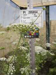PI_295854_86ncei01_SD_PL_UM_2013-07-03_02.jpg
